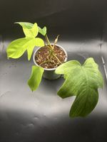 Philodendron Florida Ghost vergrünt (1-4)