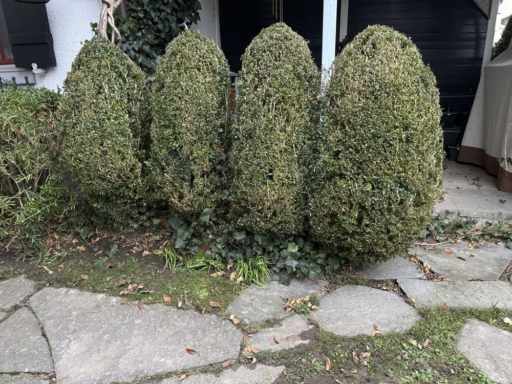 Buchs, Buchsbaum, 120cm - 4 x Buchs (Neu (gemäss Beschreibung)) in ...