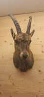 Steinbock Steingeiss