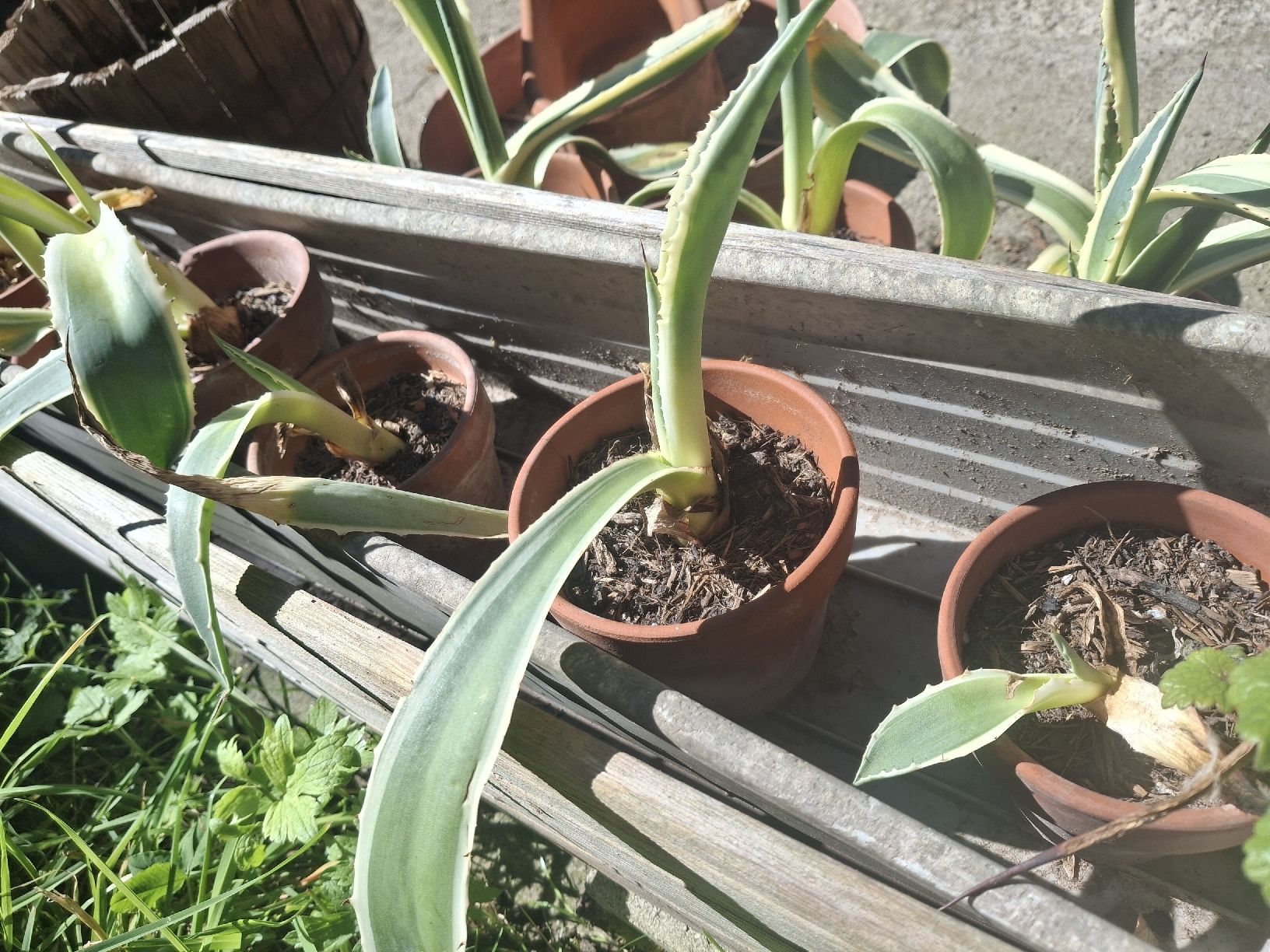 Piante & sementi: Agave Americana – Nuovo (secondo la descrizione) da Wohlenschwil venduto da Lexah 1