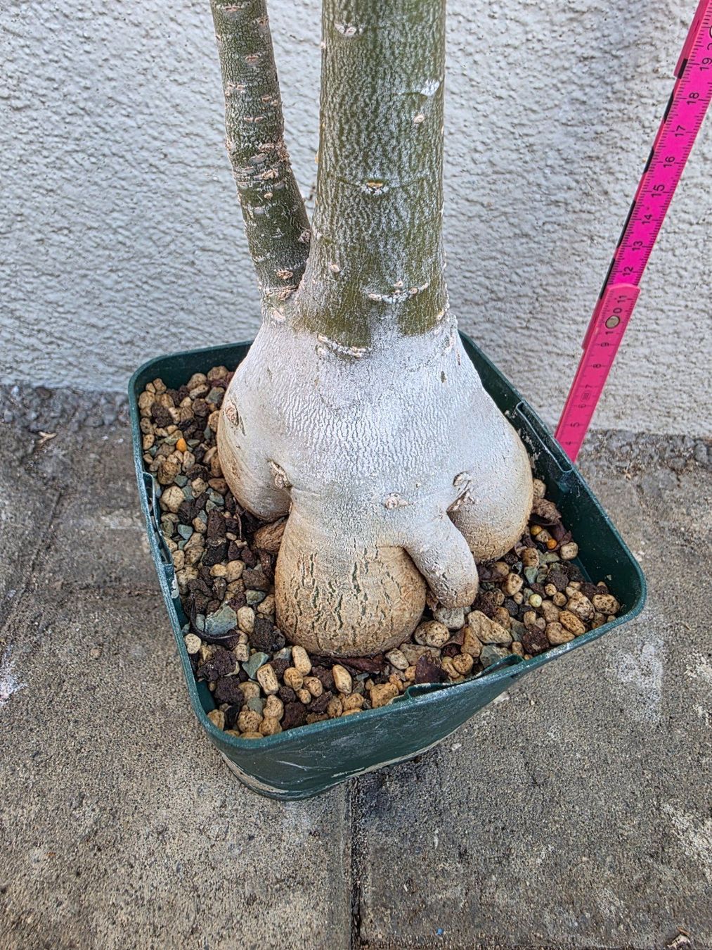 Piante & sementi: Adenium obesum / Wüstenrose – Nuovo (secondo la descrizione) da Thalheim venduto da silvara01 6