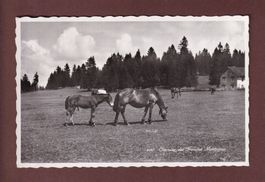 Chevaux des FRANCHES MONTAGNES - 1940