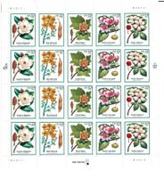 USA Blumen 1 KB **