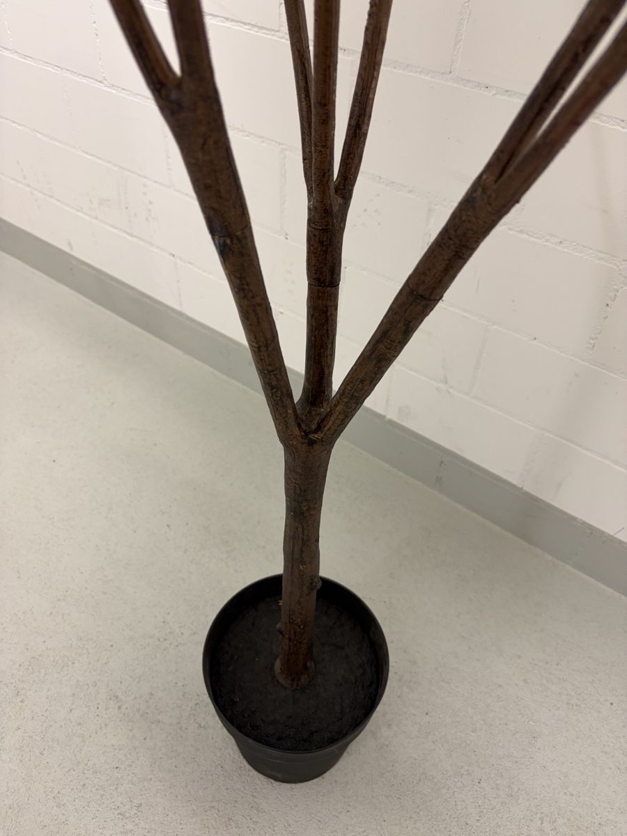 Piante & sementi: Kunstpflanze von Ikea (Ficus) – Usato da Schöfflisdorf venduto da cristinamitc 4
