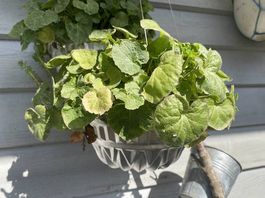 Campanula in der Gugelhupfform