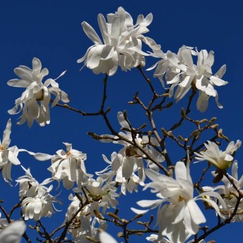 Piante & sementi: Magnolia étoilé   20cm – Nuovo (secondo la descrizione) da Bremblens venduto da FIBONACCI369 1