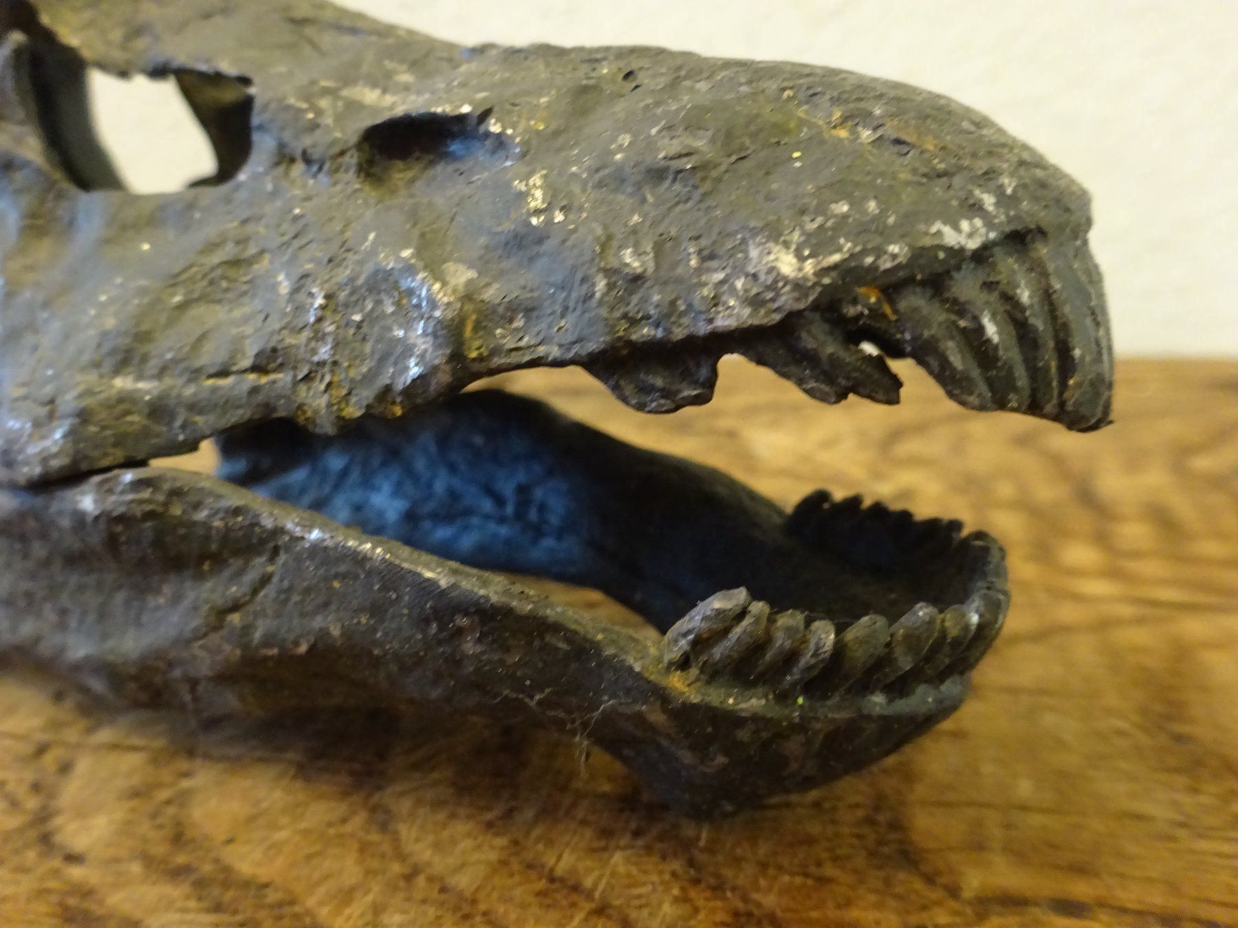 Fossili: Schädel Saurier – Usato da Esslingen venduto da eintagammeer 8