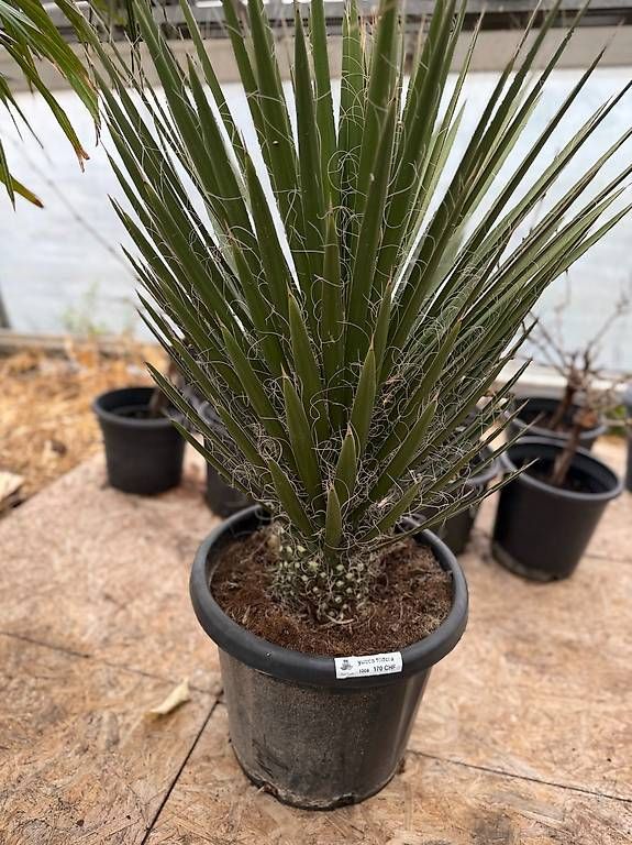 Piante & sementi: Yucca Filiferia – Nuovo e nell'imballaggio originale da Zuckenriet venduto da Thur_Plant 2