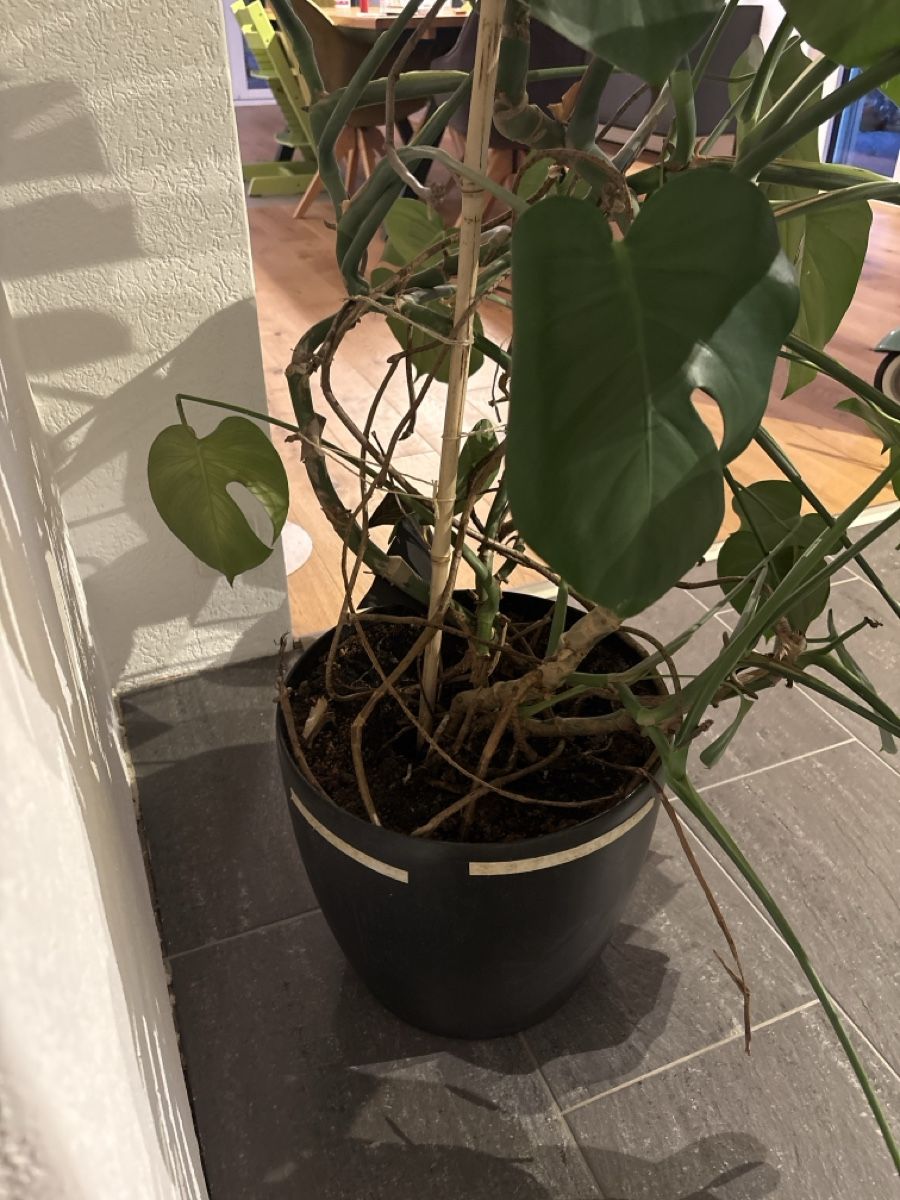 Piante & sementi: Monstera Deliciosa plant large in pot good condition – Usato da Jegenstorf venduto da weeboo85 2