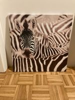 Bild Zebra