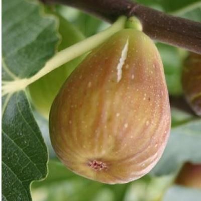 Piante & sementi: Figuier rustique  Goutte d'or  -15 – Nuovo (secondo la descrizione) da Bremblens venduto da FIBONACCI369
