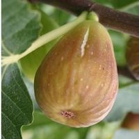 Figuier rustique  Goutte d'or  -15