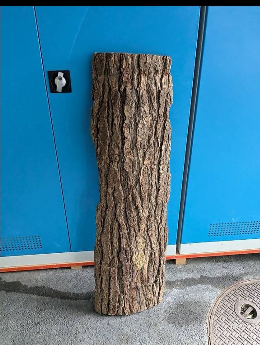 Articoli in legno: Rindenbrett / Ristbrett – Nuovo (secondo la descrizione) da Merlischachen venduto da menzero