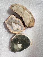 3x  Fossilien versteinertes Holz  Geschenk Idee   Madagaskar