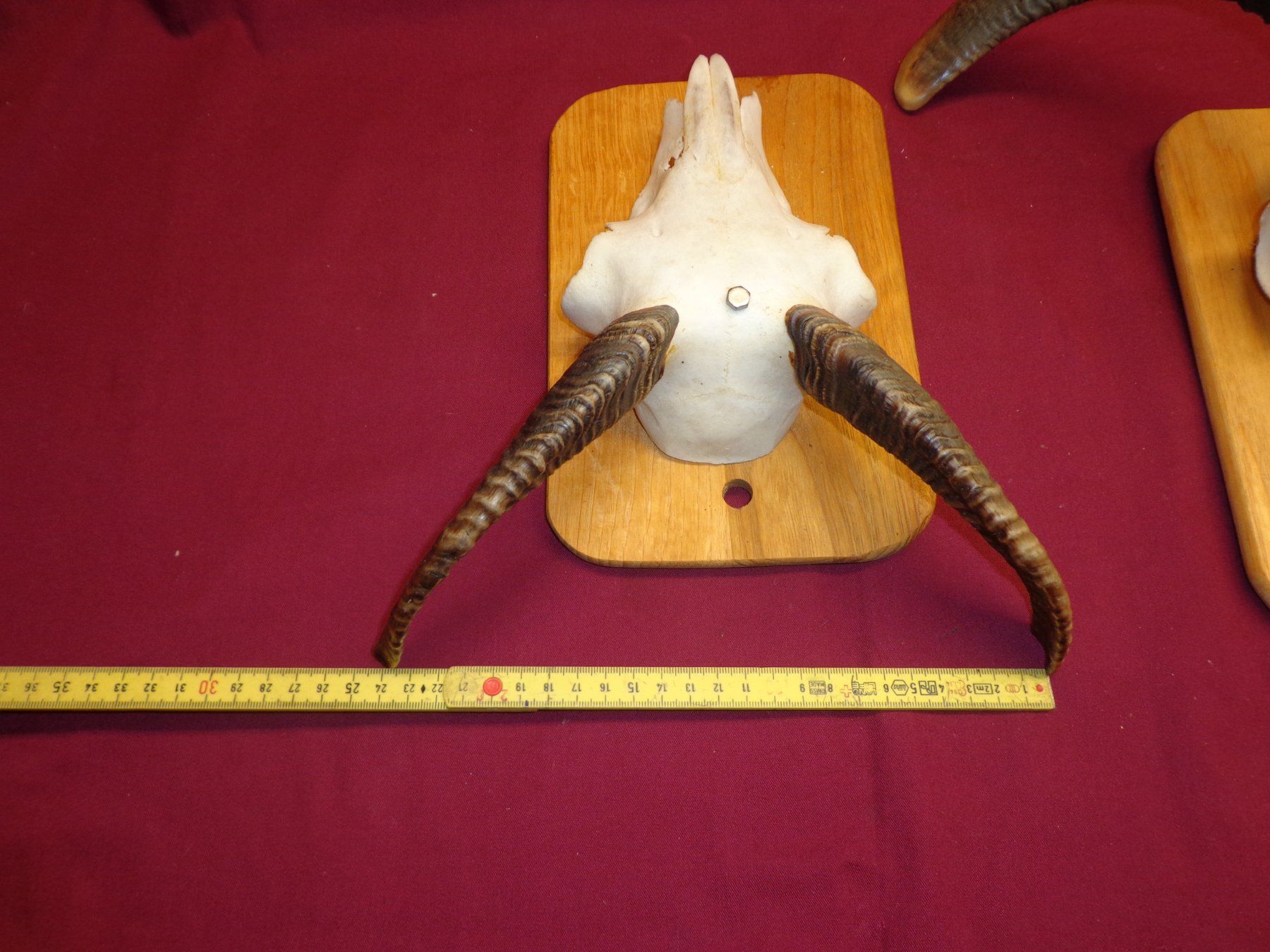 Il mondo degli animali: Widder, Geweihe, Trophäe, Horn, Dekoration, Jagd, Geissen. – Usato da Andeer venduto da Baerenburger 3