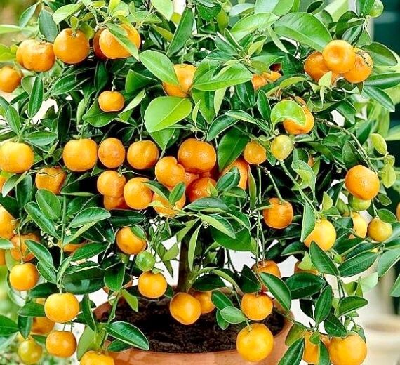Pflanzen & Samen: Ab 5.- fr 5 Samen Kalamondin CITROFORTUNELLA MICROCARPA= – Neu und originalverpackt aus Rovio von POSITIFFARTandPLANTS 4