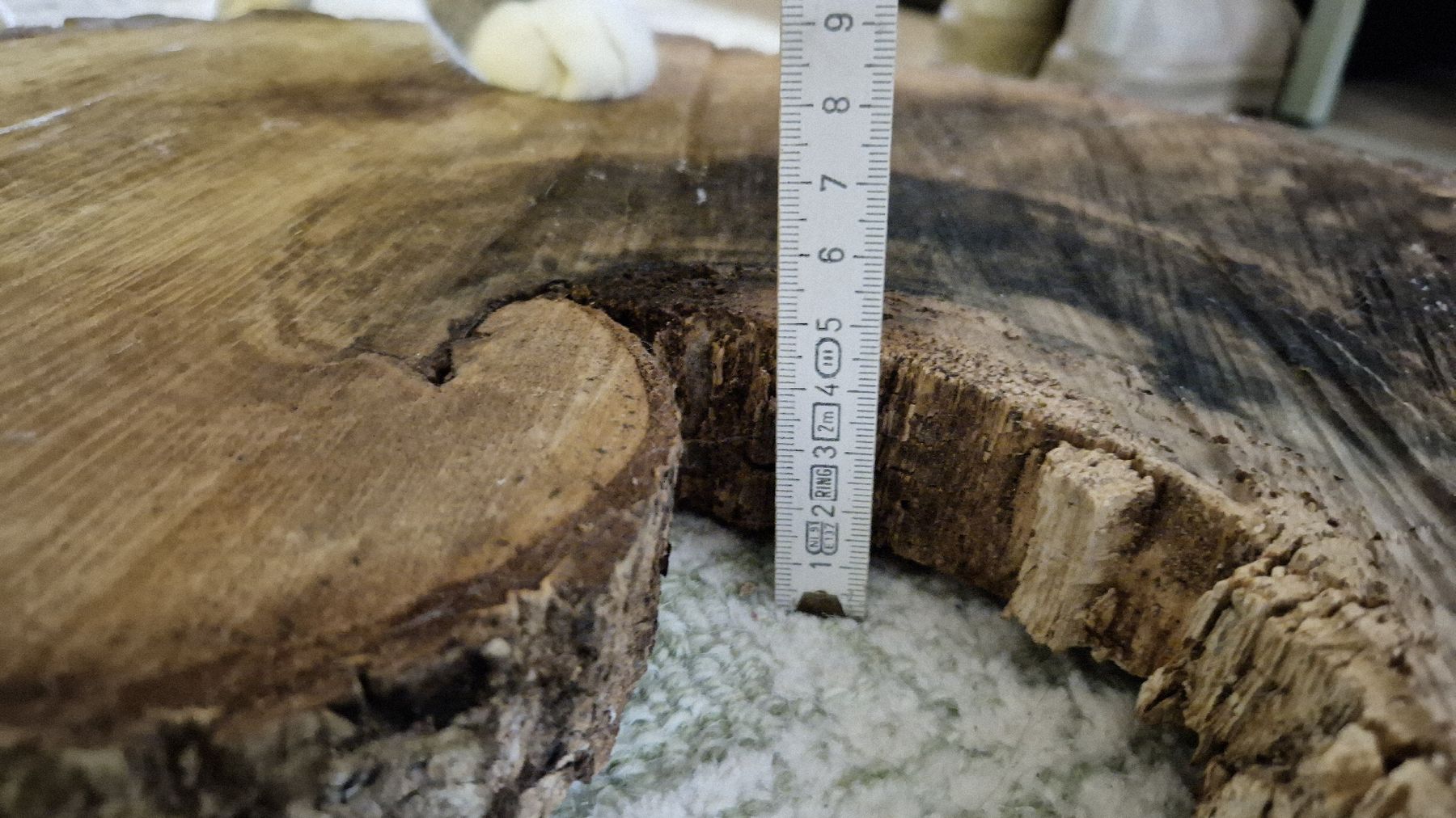 Holzartikel: Baumscheibe – Gebraucht aus Watt von sarahZH1995 2