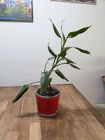 Dracaena Pflanze (Drachenbäume)