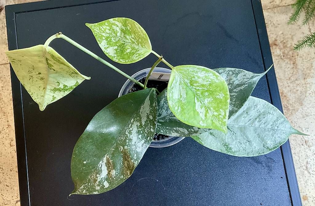 Piante & sementi: Hoya coriacea silver – Nuovo e nell'imballaggio originale da Schönholzerswilen venduto da Leavylounge 1