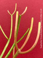 Euphorbia Tirucalli Rosea - Feuer rote Bleistiftpflanze