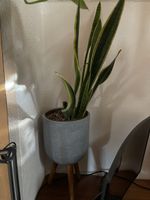 Zimmerpflanze Sansevieria im Topf mit Holzfüssen