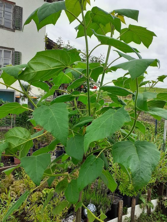 Kaiserbaum Paulowina Kiri Baum Blauglockenbaum ca. 2.20m Kaufen auf