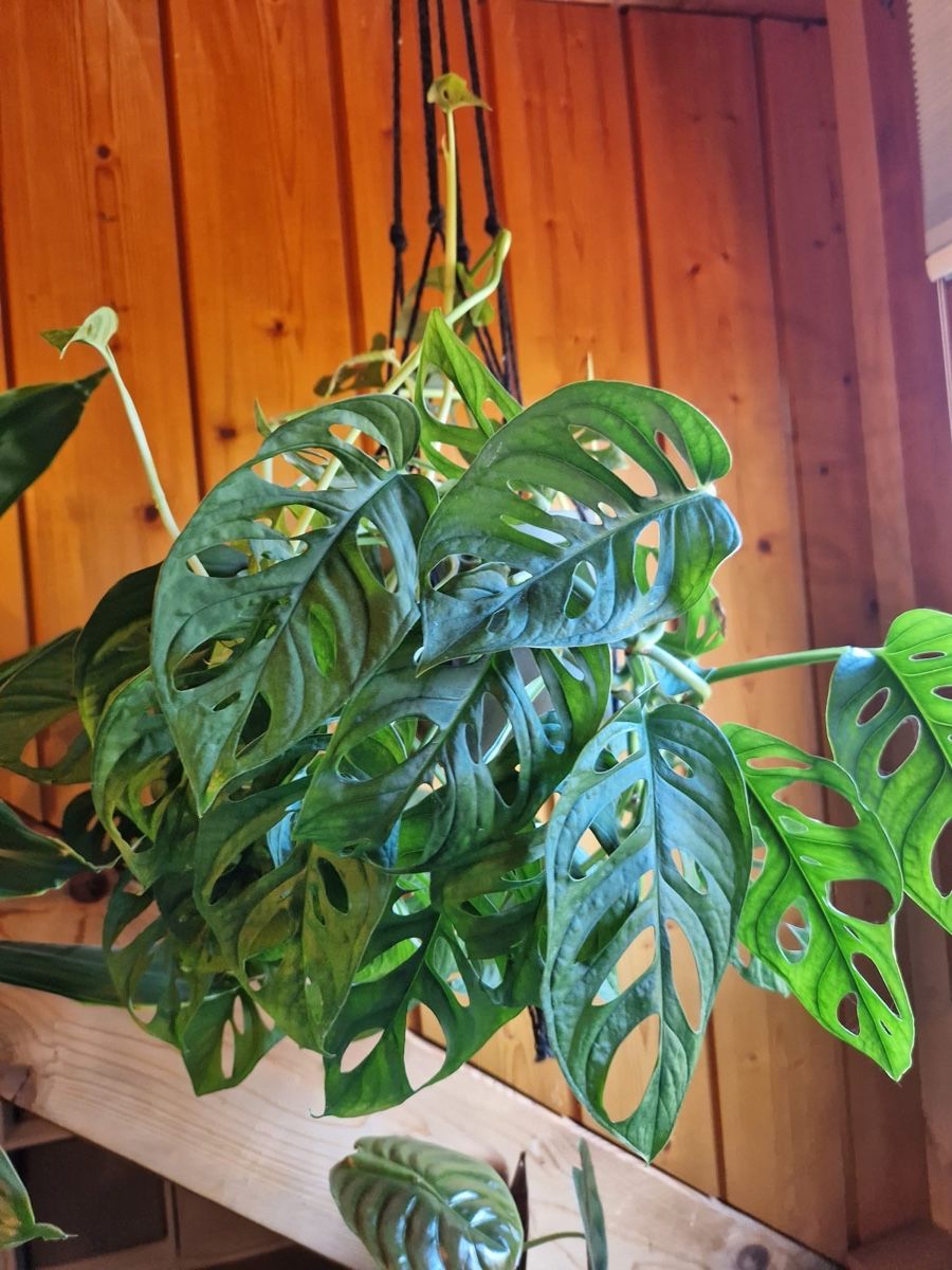Pflanzen & Samen: Monstera – Gebraucht aus Menziken von Ines.Coelho