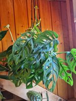 Monstera