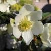 Piante & sementi: Michelia yunnanensis  15-20cm – Nuovo (secondo la descrizione) da Bremblens venduto da FIBONACCI369
