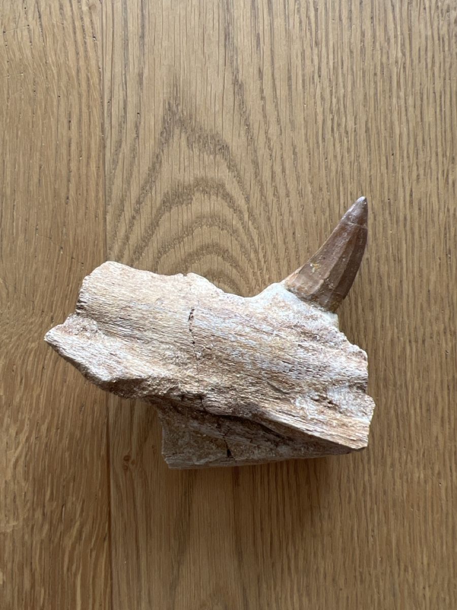 Fossili: Mosasauruszahn mit Kieferfragment – Usato da Ebikon venduto da Angelheart1000