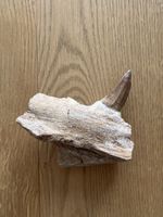 Mosasauruszahn mit Kieferfragment