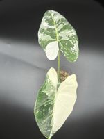 Alocasia micholitziana Frydek Albo Variegata (2-5)