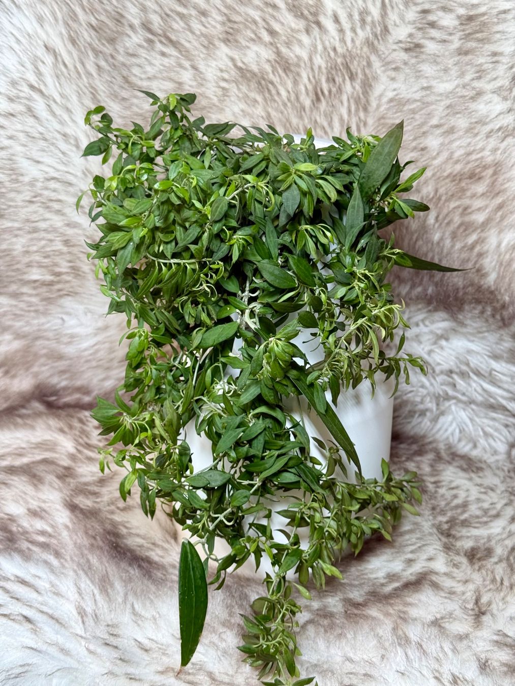 Piante & sementi: Hoya Microdwarf NS 12-323 – Nuovo (secondo la descrizione) da Bachenbülach venduto da ilawega