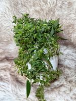 Hoya Microdwarf NS 12-323