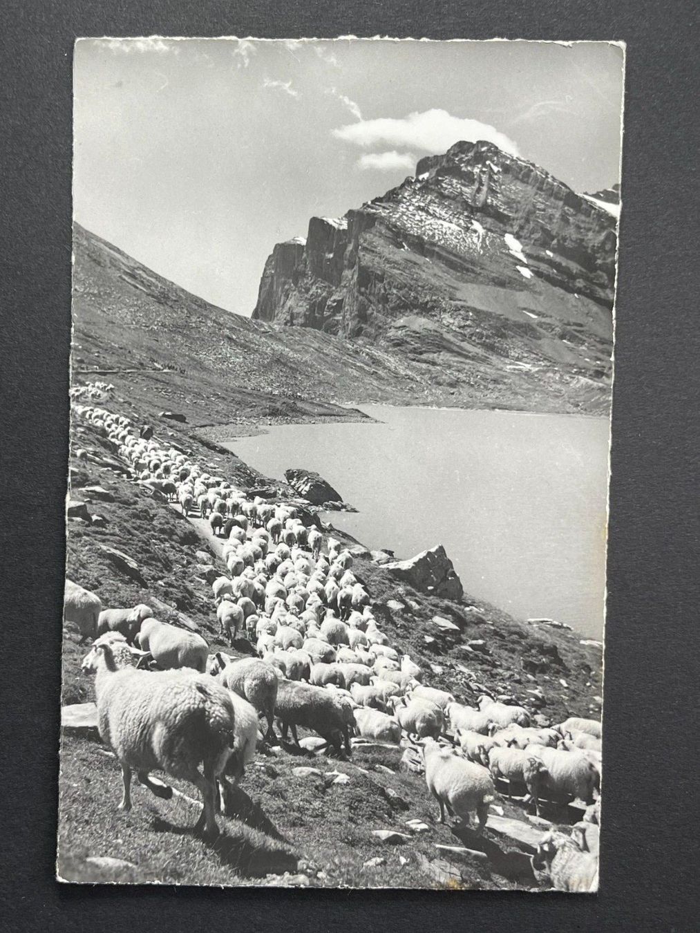 Cartoline postali: Leukerbad - Schafherde am Daubensee - Gemmipass – Usato da Steg VS venduto da _vinci_