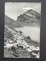 Leukerbad - Schafherde am Daubensee - Gemmipass