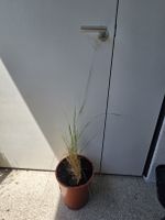 Reitgras Karl Foerster - Calamagrostis acutiflora