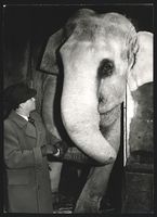 Fotografie Holzmüller und Elefant Nelly