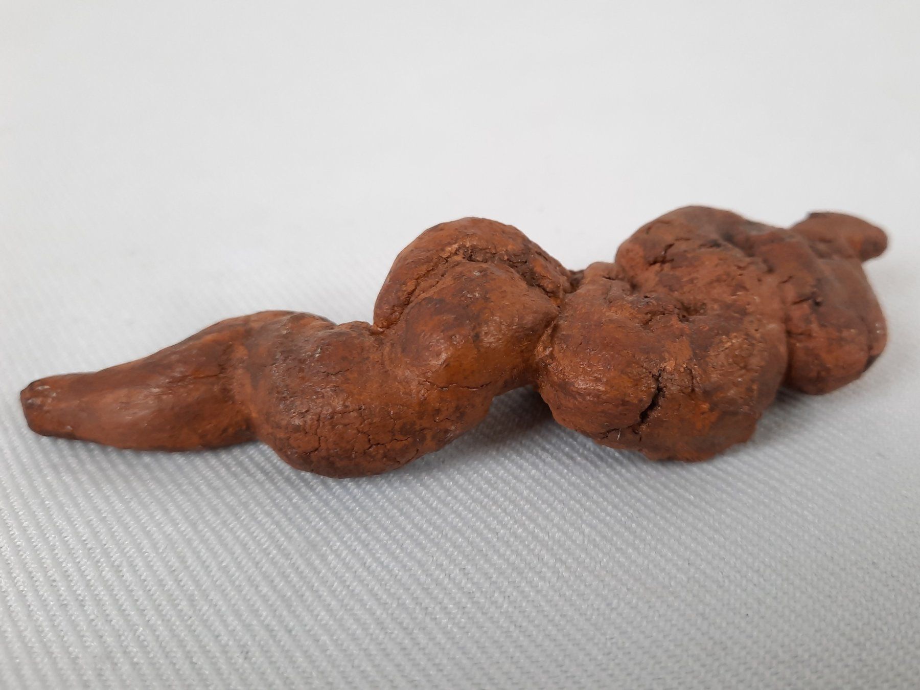 Fossili: Diverse Fossilien – Usato da Beinwil am See venduto da Restwert_Beinwil 4