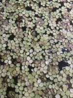 Plantes flottantes aquarium/ salvinia 