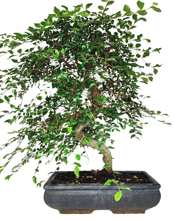 Bonsai ZELKOVA 25-35 cm hoch, im Keramiktopf einfach pflegen (Neu und  originalverpackt) in Rovio fr CHF 79  mit Lieferung auf Ricardo kaufen