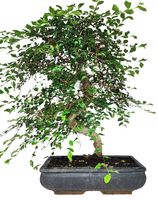 Bonsai ZELKOVA XL 50-60 cm, im Keramiktopf einfach pflegen