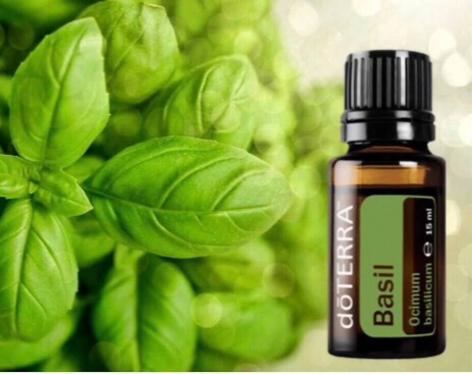 Oli essenziali: Olio essenziale Basilico doterra – Usato da Rivera venduto da pat_6nvw