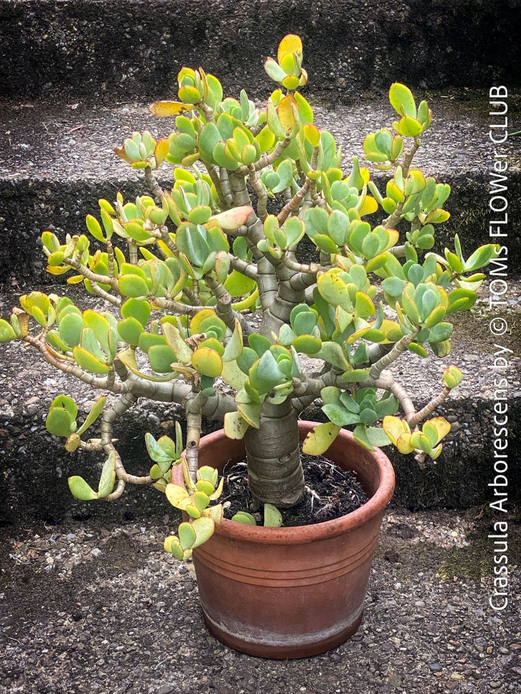 Piante & sementi: Crassula Arborescens - Jadebusch - Bonsai - GeldbaumBäumchen – Nuovo e nell'imballaggio originale da Adliswil venduto da MarkyForest 3