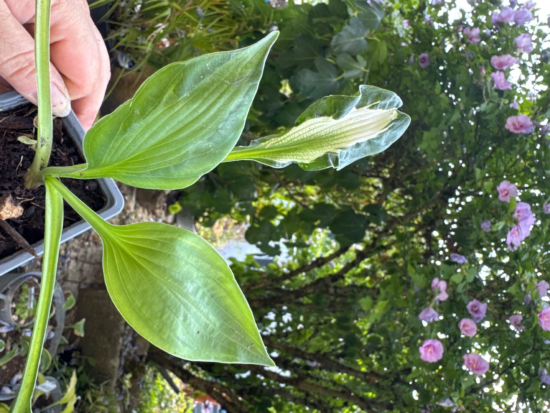 Piante & sementi: Hosta mary Marie ann 1 – Usato da Lajoux JU venduto da Briard0 1