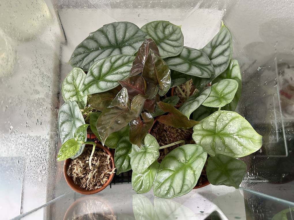 Piante & sementi: Alocasia Dragon Scale – Usato da Wil SG venduto da LucasL. 4