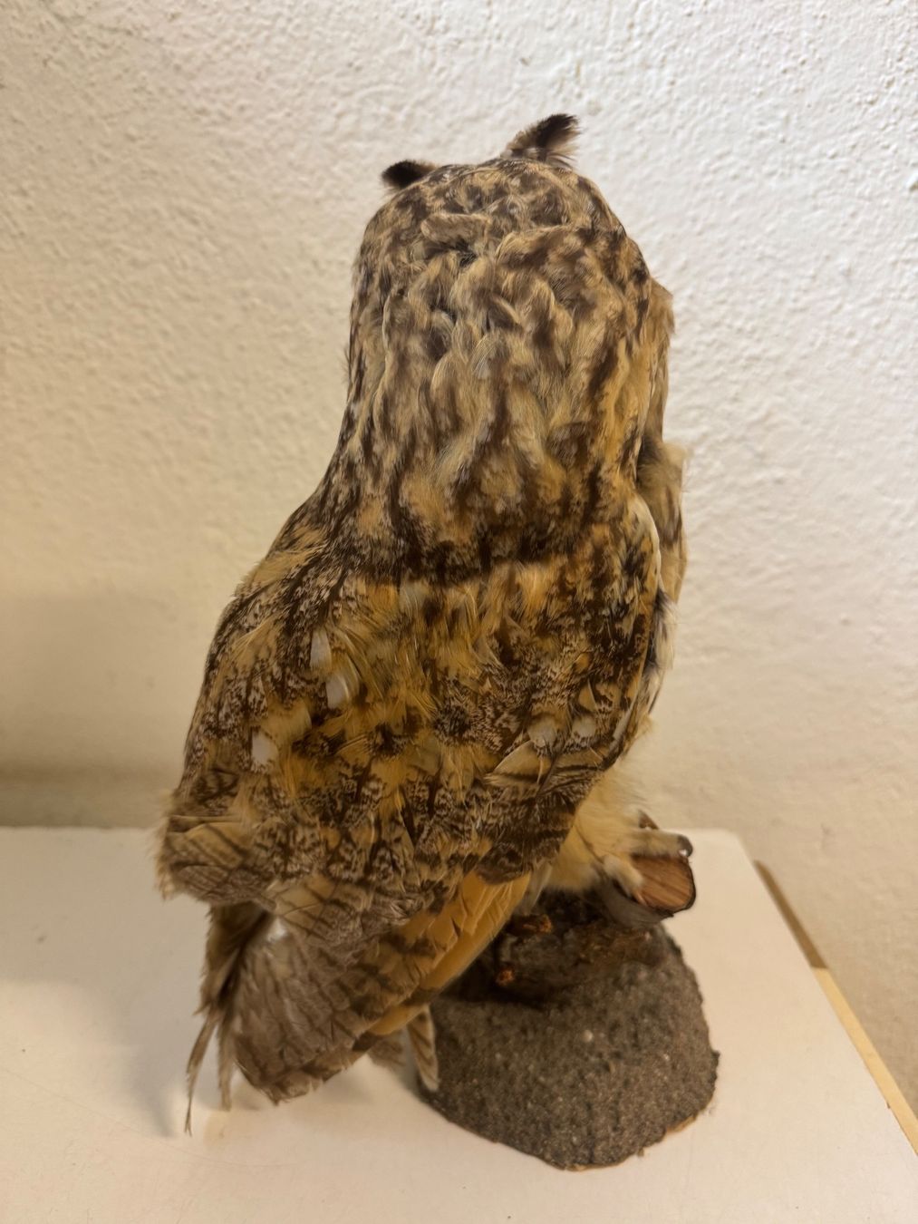 Monde des animaux: Waldohreule ausgestopft / Asio otus – D'occasion à zürich par goldklumpen 6