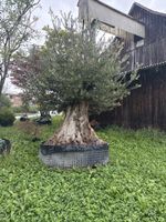 300 Jahre alter Olivenbaum