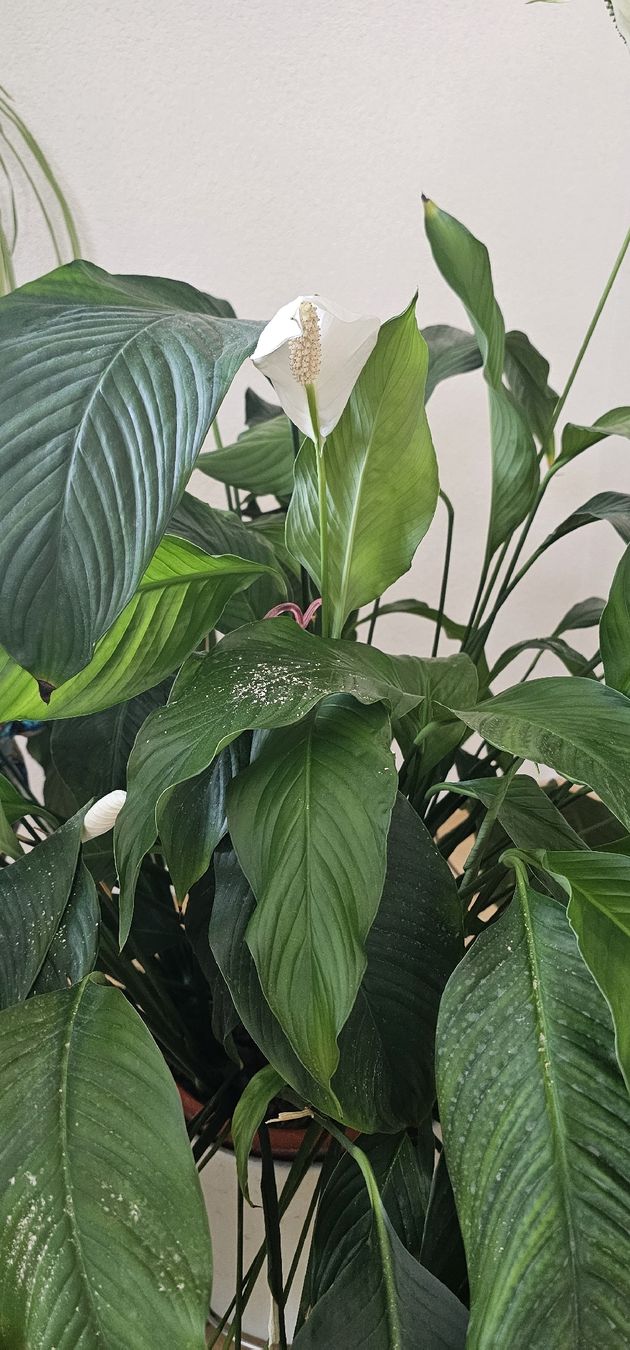 Piante & sementi: Spathiphyllum Grosse Pflanze  – Usato da Jona venduto da Smurnaya 1