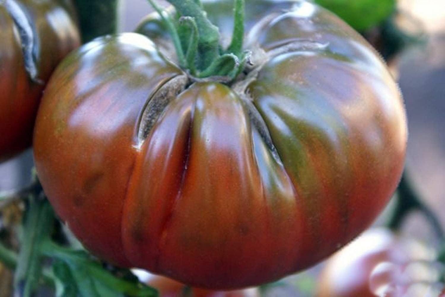 Piante & sementi: 50 Samen TOMATE BLACK RUSSIAN Alte Sorte – Nuovo (secondo la descrizione) da Ehrendingen venduto da VerveinaSamen 5